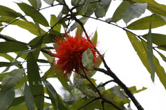 Brownea macrophylla